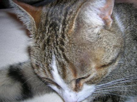 Mon chat